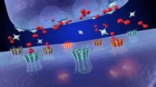 Brain Reward Understanding How the Brain Responds to Natural Rewards and Drugs of Abuse [upl. by Lihcox]