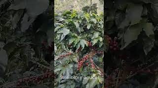 Finca cafeterala pradera ciudad bolivar Antioquia Colombia 🇨🇴☕💪💯 colombiancity turismo [upl. by Hara]