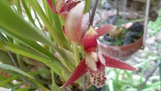 Anggrek Aroma Biskuit Kelapa  Max Ten  Maxillaria tenuifolia coconutorchid speciesorchids [upl. by Basia]