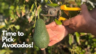 How and When to Pick Avocados [upl. by Fogel757]