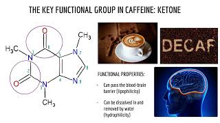 The Chemical Structure and Functional Properties of Caffeine  Amirali Banani [upl. by Dnalevelc904]