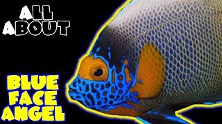 All About The Blue Face Angelfish [upl. by Warton]