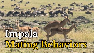 Surprising Facts About Impalas Mating Behaviors  Aepyceros melampus Real Mating Footages [upl. by Ynhoj32]