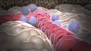 How White Blood Cells Are Formed YouTube [upl. by Pascasia738]