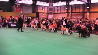 Crufts 2015 Bracco Italiano Dog Challenge [upl. by Wendeline]