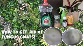 HOW TO MAKE GNATS  FRUIT FLY TRAP amp HYDROGEN PEROXIDE ON PLANTS  PEST MANAGEMENT Jed Dy [upl. by Yxor]