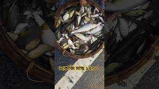 সস্তায় মাছ কেনা যাচ্ছে নালিতাবাড়ীর বন্যায় ভেসে যাওয়া মাছ fishing fishingvideo fishinglife [upl. by Erna]