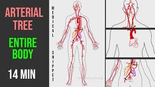 Arteries Arterial Tree of the entire human body • Anatomy explained in 14 minutes [upl. by Olenta]