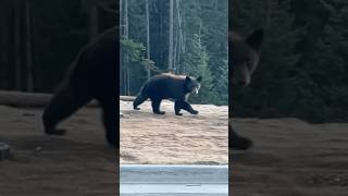 Big bear almost comes right at me [upl. by Renfred]