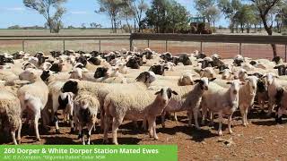 DA Compton  260 Dorper amp White Dorper Station Mated Ewes [upl. by Ecyle]