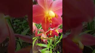 Spathoglottis plicata Orange Red Ground Orchid [upl. by Ernaline]