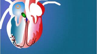 Myogenic control of Heart and Function of SA node pace maker AV Node [upl. by Siravaj]