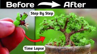 Jade Bonsai Making From Branch Cutting [upl. by Noryak796]