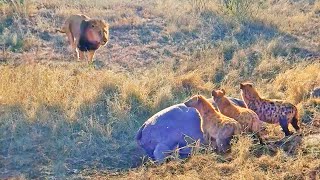 Lion Destroys Hyenas Distracted by Eating a Hippo [upl. by Nell]