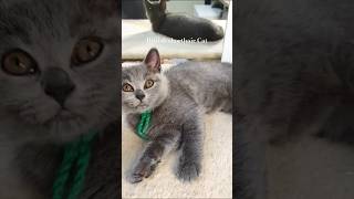 British shorthair Cat cat kediler kitten british [upl. by Kafka]