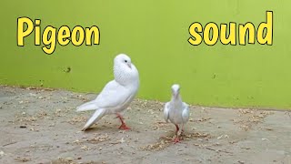 Update 121 pigeon sound pigeon waqarbirds pigeonsound [upl. by Bunker]