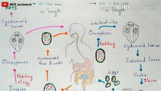 Hymenolepis nana life cycle  Hymenolepiasis  Symptom  Cestode infection  Bio science [upl. by China]