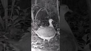 Natureza Selvagem Criaturas Raras e Cenários Autênticos da Selva Amazônica em Sua Plenitude [upl. by Gower]