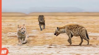 Hyena Attacks Lion Cub and Quickly Regrets It [upl. by Eiloj]