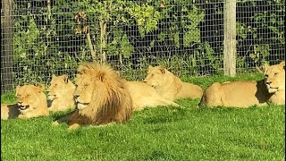 LONGLEAT SAFARI PARK DRIVE THROUGH quotBE DIFFERENT BE SMART quot [upl. by Jun]