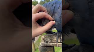 Hyacinth Macaws enjoy some satisfying pin feather pops [upl. by Gaby]