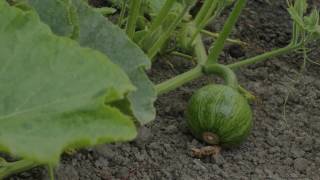 Summer Squash Growing Time Lapse [upl. by Eremaj]