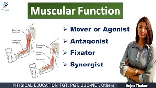 Muscular Function  Group Action of Muscle  Agonist Antagonist Fixator Synergist [upl. by Atinniuq]