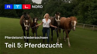 quotOldenburgerquot und quotHannoveranerquot  Die Pferdezucht in Niedersachen [upl. by Ngo]