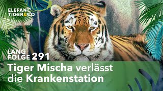 Tiger Mischa ist wieder fit Langfolge 291  Elefant Tiger amp Co  ARD [upl. by Siahc]