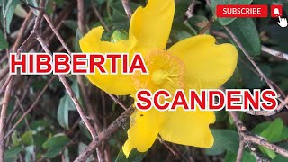 Hibbertia scandens  Autumn flowers in France [upl. by Lehcer518]