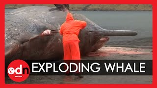 Exploding sperm whale Carcass caught on camera in The Faroe Islands [upl. by Cleo]