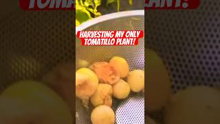 Harvesting Tomatillo shorts shortvideo garden gardening farming fruits plants [upl. by Ixela]