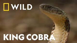 King Cobra vs King Cobra  Snake Bite  National Geographic WILD UK [upl. by Yennaiv]