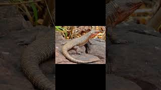 RingNecked Spitting Cobra and Giant Plated Lizard [upl. by Lavro]