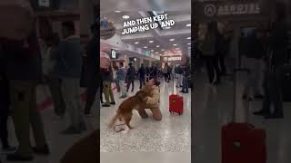 Dog reunites with his owner at the airport 🥹 [upl. by Corron]