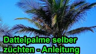 Dattelpalme aus Kern züchten  Dattelpalmen aus Dattel selber ziehen – Anleitung Palme pflanzen [upl. by Aurilia]