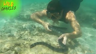 Swimming with Deadly YellowLipped Sea Kraits [upl. by Ecirtam]