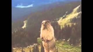 Marmotta che urla Screaming marmot Funny Animals LOL LOL SCREAMINMARMOT MARMOT FUN ANIMALS [upl. by Accire]