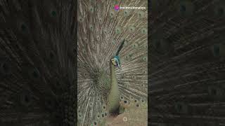 Mind Blowing Peacock Facts You Didnt Know wildanimalfacts facts animals peacock [upl. by Licha]