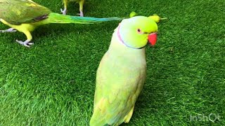 Natural Parrots Sounds Compilation videos talking Parrot videos parrot talkingparrot [upl. by Wainwright]