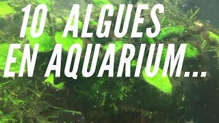 10 ALGUES COURANTES EN AQUARIOPHILIE [upl. by Naedan]