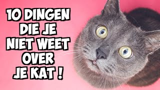 10 dingen die je niet weet over je kat   Weetjes [upl. by Ariamo]