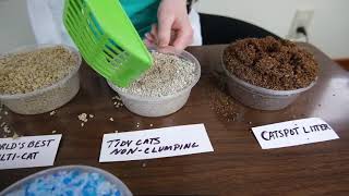 Tidy Cats 247 Performance NonClumping Clay Review We Tried It [upl. by Behlke]