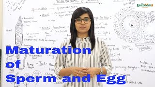 Stages of Maturation in Sperm and Ovum Maturation of Gametes  Human Rep Dr Poonam Biozooms [upl. by Ahsikad227]