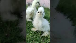 Silkies on the grass [upl. by Fry]