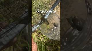 Minnow Trap Catches Food for Pet Bass [upl. by Ambie]