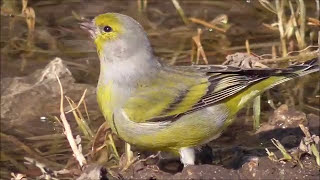 Verderón serrano Carduelis citrinella Citril Finch [upl. by Neerod630]