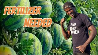 Watermelon Fertilizer plan from planting to harvesting [upl. by Namrac155]