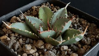 20240831 アガベ・チタノタ LQH木（芽）001｜agave titanota jupiter [upl. by Molloy]