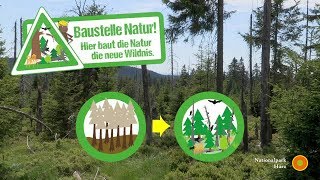 Wandern im Harz  von Braunlage nach Schierke [upl. by Novihc]